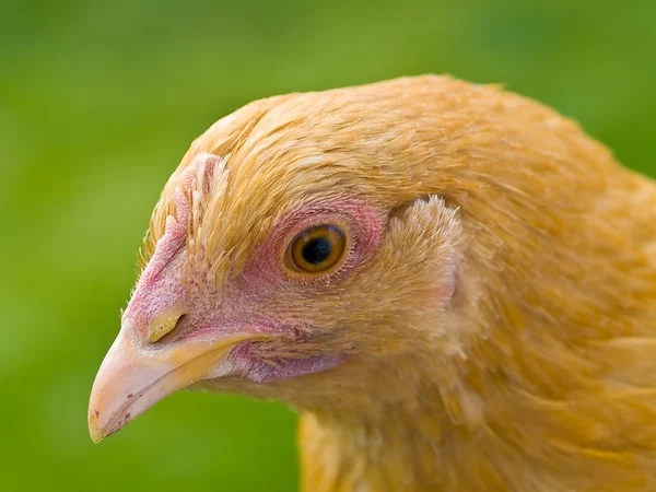 Hühnerporträts — Stockfoto