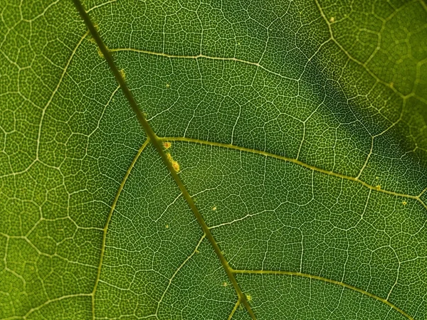葉の静脈のマクロ — ストック写真