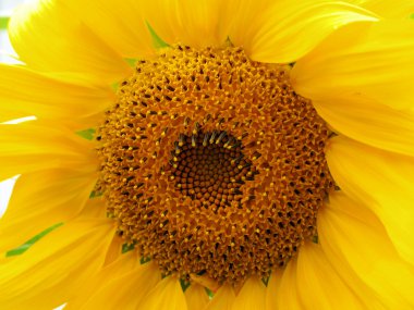 Yellow Sunflower Closeup showing detail and peta clipart