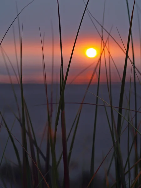 Meer Sonnenuntergang mit Strandgras in der Silhouette — Stockfoto