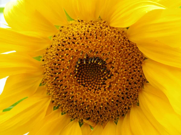 Gele zonnebloem close-up detail en peta weergegeven: — Stockfoto