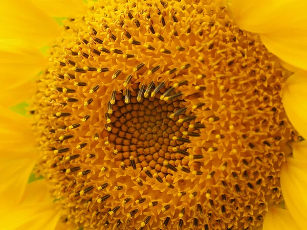 Gelbe Sonnenblumen-Nahaufnahme mit Detail und Peta — Stockfoto
