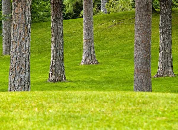 나무와 잔디 공원 — 스톡 사진