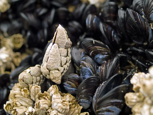Macro close-up de conchas na praia — Fotografia de Stock