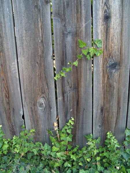 Green ivy growing up a wooden fence — Stock Photo, Image