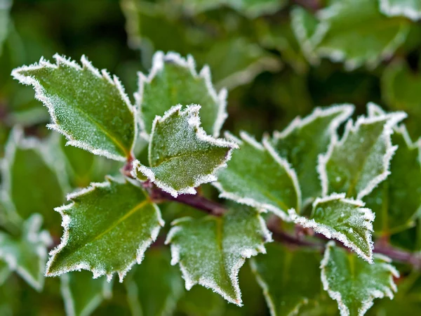 霜覆盖叶子 — 图库照片