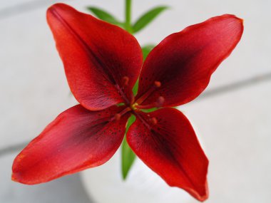 Red 4 Petal Lily in a Vase from Above clipart