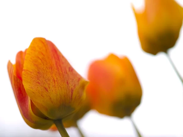 Amarelo e laranja listrado tulipas no jardim — Fotografia de Stock