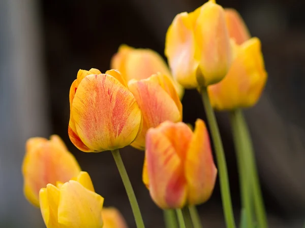 Amarelo e laranja listrado tulipas no jardim — Fotografia de Stock