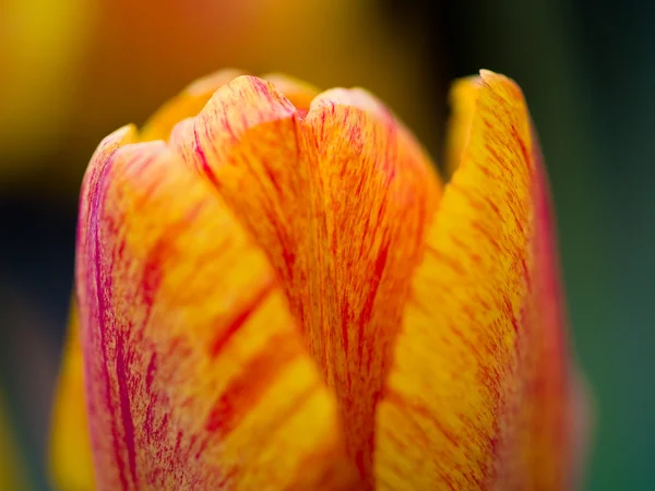 Amarelo e laranja tulipas listradas com um raso — Fotografia de Stock