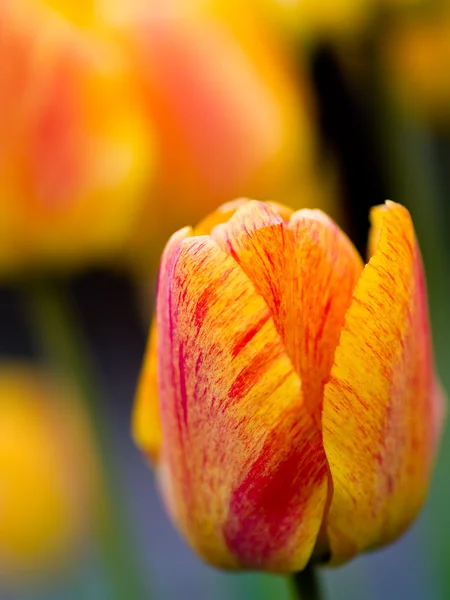 Gelbe und orange gestreifte Tulpen mit einer flachen — Stockfoto