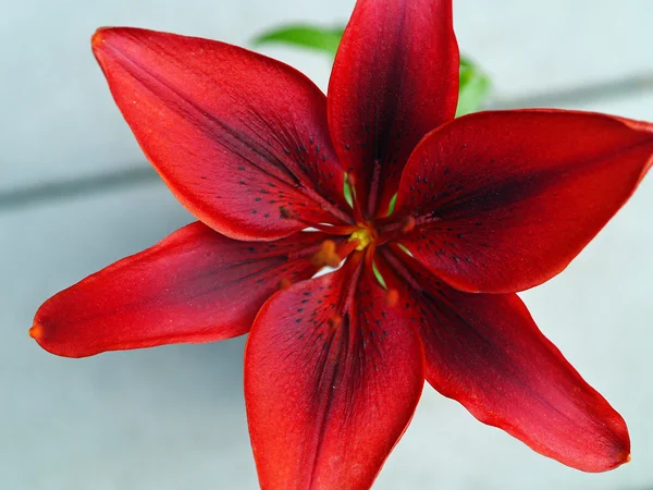 Rode lily in een vaas van bovenaf — Stockfoto