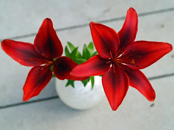 Yukarıdan bir vazoda kırmızı 4 petal lily — Stok fotoğraf