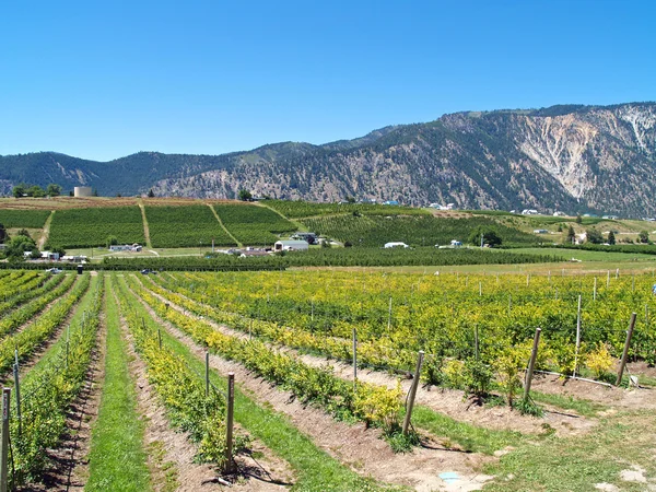 stock image Rows of Grape Vines on a Mountain Vineyard