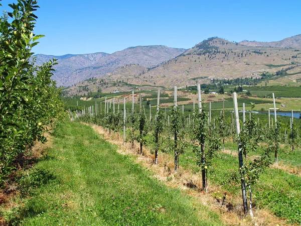 stock image Rows of Grape Vines on a Mountain Vineyard