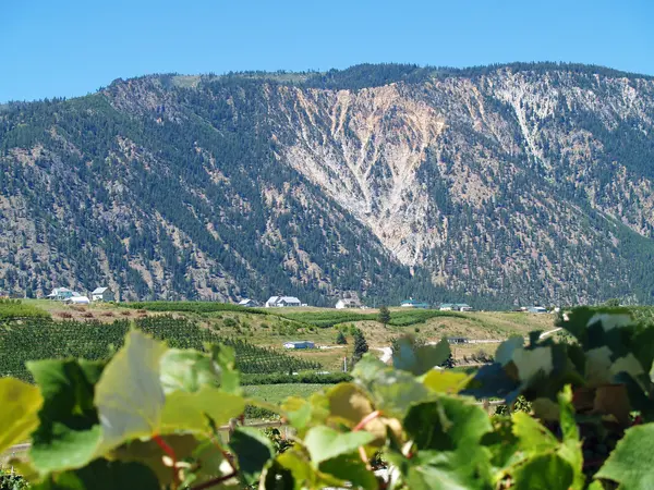 Filas de viñas de uva en un viñedo de montaña — Foto de Stock