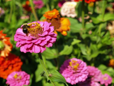 tam çiçeklenme ve bir yaban arısı çok renkli marigolds bir Bahçe