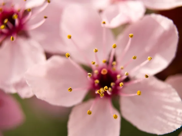 Macro di un fiore rosa da un albero — Foto Stock