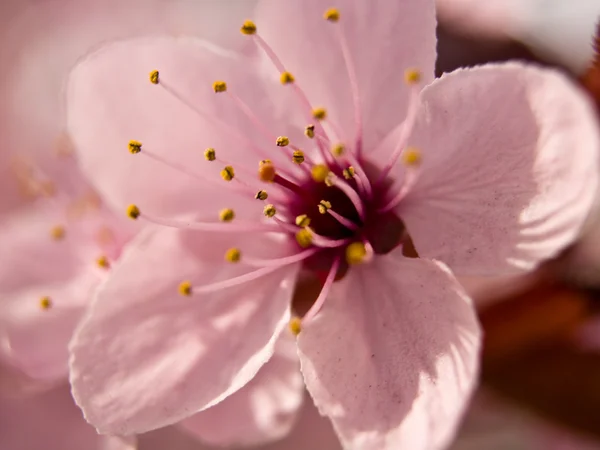 Makro pembe çiçeği ahşap — Stok fotoğraf