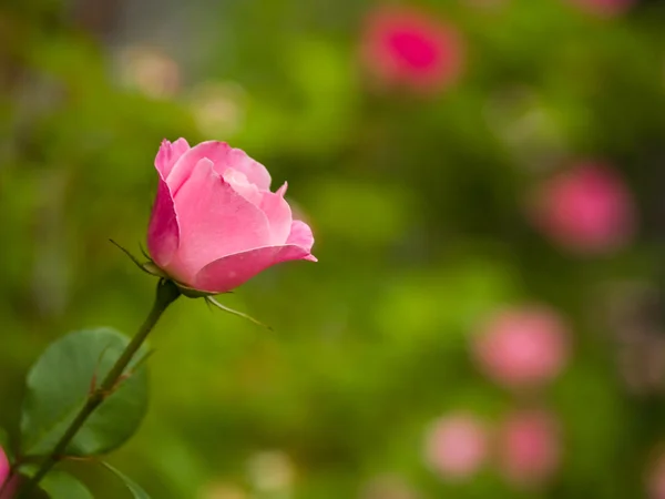 Różowa róża na gałęzi w ogrodzie — Zdjęcie stockowe