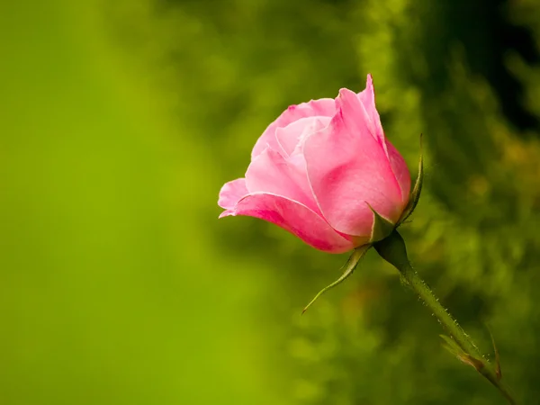 Rosa rosa en la rama en el jardín — Foto de Stock