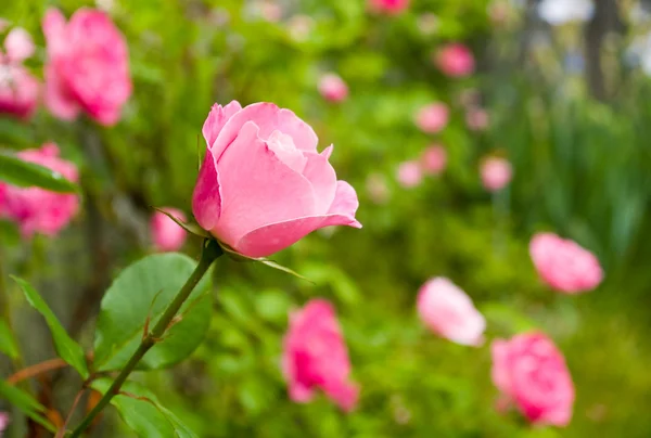 Mawar merah muda di cabang di taman — Stok Foto
