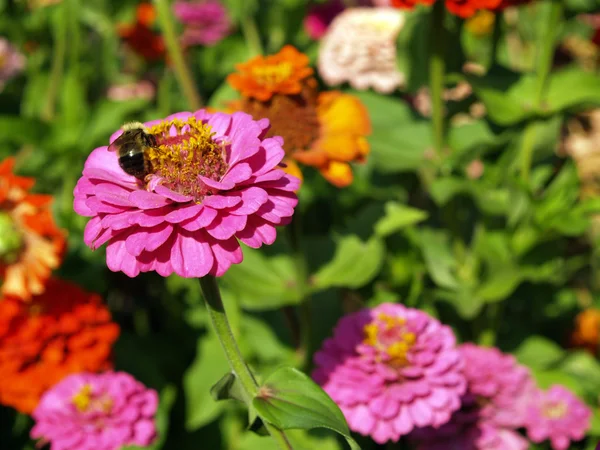 Een tuin van multi-gekleurde Tagetes in volle bloei en een hommel — Stockfoto