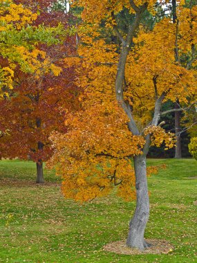 sonbahar manzara - renkli bir parkta ağaçlarda yaprak