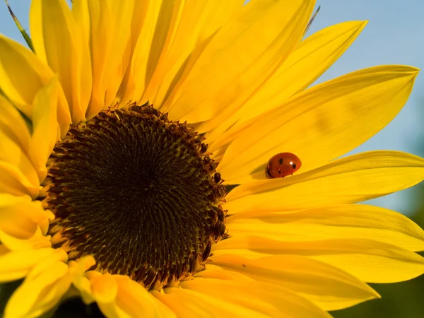 Leuchtend roter Marienkäfer auf einer warmen gelben Sonnenblume — Stockfoto