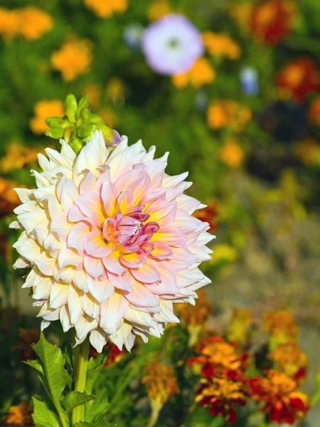 Rosa dahlia blomma i en färgstark trädgård — Stockfoto