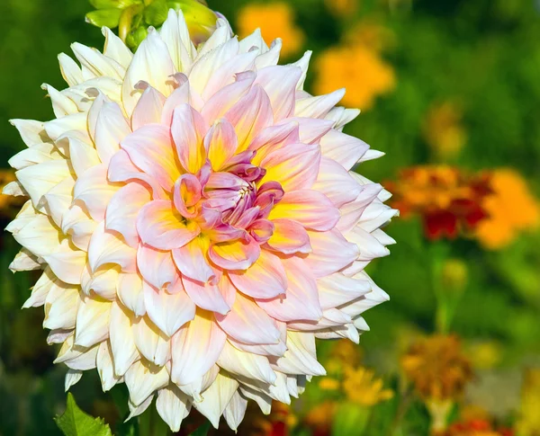 Rosa Dahlienblüte in einem bunten Garten — Stockfoto