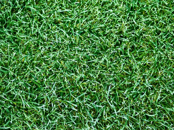 Zielona trawa tło dobre dla naturalne tekstury — Zdjęcie stockowe