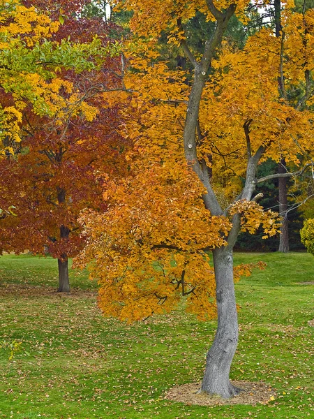 가 풍경-화려한 공원에서 나무에 나뭇잎 — 스톡 사진