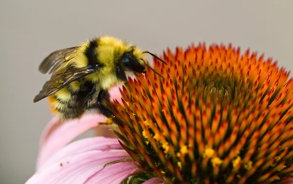 Bumblebee em uma flor de cone Close Up — Fotografia de Stock