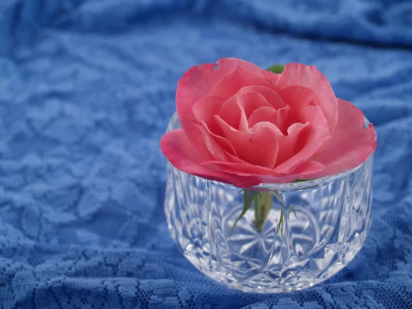 Morbide rose rosa disposte in una scena romantica sul merletto blu — Foto Stock
