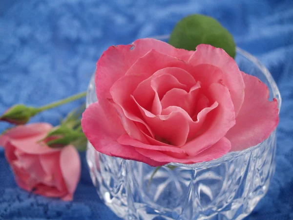 Zartrosa Rosen in einer romantischen Szene auf blauer Spitze arrangiert — Stockfoto