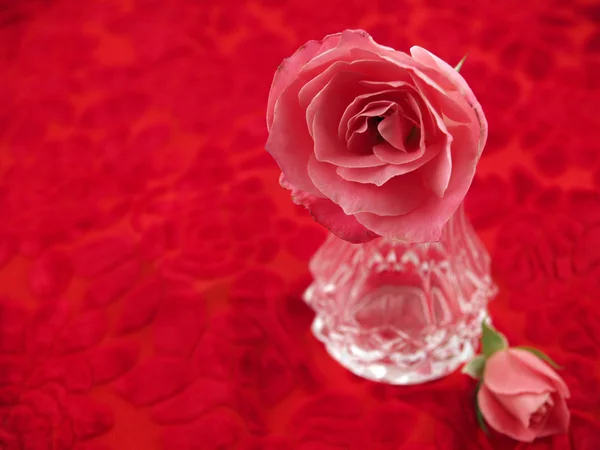 소프트 핑크 장미 빨간 벨벳에 낭만적인 장면에서 배열 — 스톡 사진
