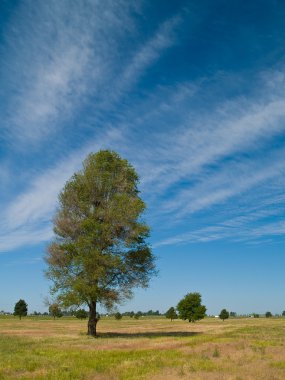 Single Leafy Tree in a Yellow Green Field clipart