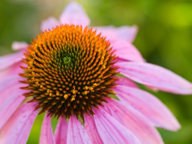 Cone Flower, also known as Echinacea, in a Garden