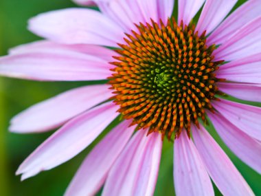 Cone Flower, also known as Echinacea, in a Garden