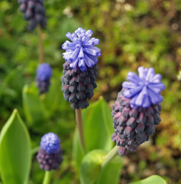 Σύμπλεγμα μικροσκοπικά λουλούδια τους υάκινθους σταφυλιών σε έναν κήπο — Φωτογραφία Αρχείου