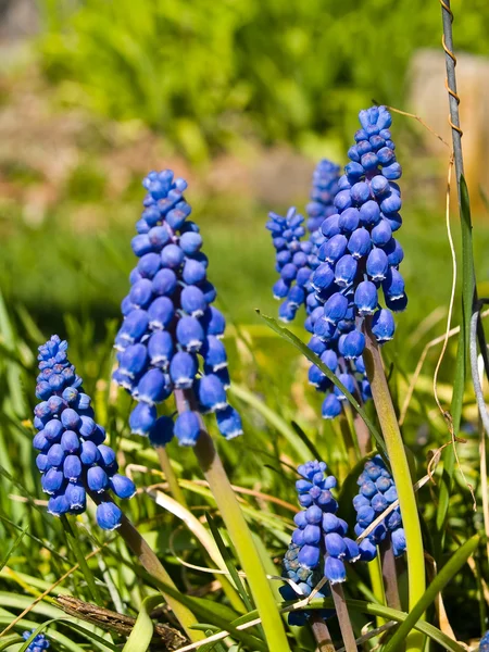 Tiny Cluster Flowers Grape Hyacinths in a Garden — Stock Photo, Image