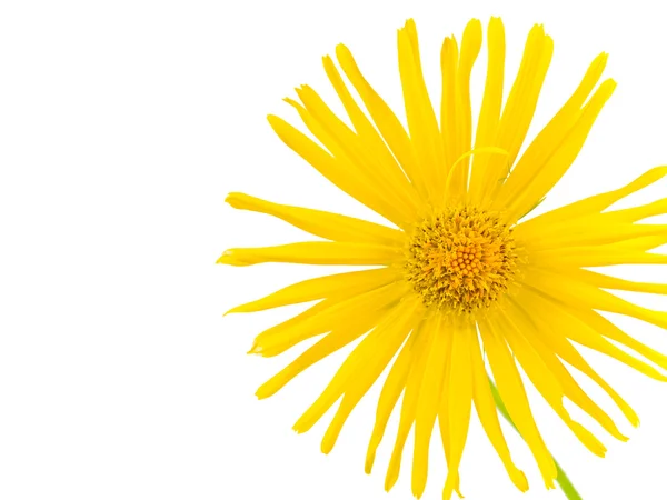 Daisy amarelo brilhante isolado em um fundo branco — Fotografia de Stock