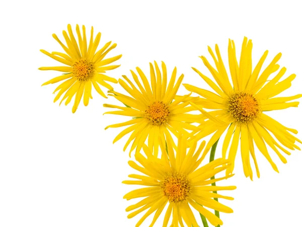 Leuchtend gelbes Gänseblümchen isoliert auf weißem Hintergrund — Stockfoto