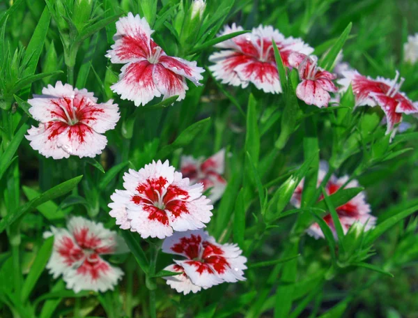 Vackra blommor växer i en solig trädgård — Stockfoto