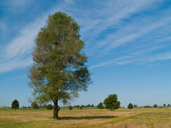 Enda lummiga träd i ett gult gröna fält — Stockfoto