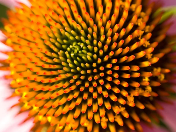 Flor de Cono, también conocida como Echinacea, en un Jardín —  Fotos de Stock