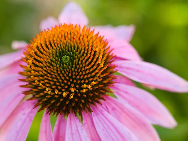 Cone Flower, also known as Echinacea, in a Garden — Stock Photo, Image