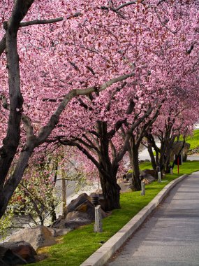 Ağaçlar yol kenarındaki parlak pembe çiçekleri ile
