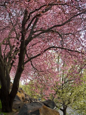 Ağaçlar yol kenarındaki parlak pembe çiçekleri ile